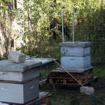 Le rucher de la caserne Niel, un atelier de découverte de l'abeille et son environnement, avec l'apiculteur Frédéric Diez (Crédit Antoine Huot de Saint Albin)