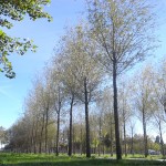 4500 arbres seront plantés jusqu'en 2016 quai de Brazza